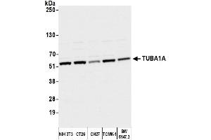 Western Blotting (WB) image for anti-alpha Tubulin (TUBA1) (AA 175-225) antibody (ABIN7452571) (alpha Tubulin Antikörper  (AA 175-225))