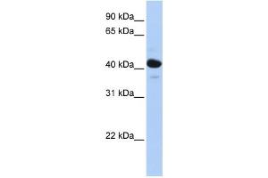 WB Suggested Anti-HSD11B2 Antibody Titration:  0. (HSD11B2 Antikörper  (N-Term))