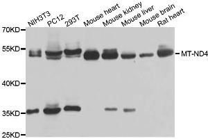 Western blot analysis of extracts of various cell lines, using MT-ND4 antibody. (Mitochondrially Encoded NADH Dehydrogenase 4 (MT-ND4) Antikörper)