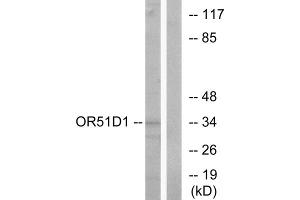 Western blot analysis of extracts from Jurkat cells, using OR51D1 antibody. (OR51D1 Antikörper  (Internal Region))