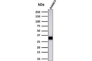 Western Blot Analysis of Ramos cell lysate using HLA-DR Mouse Monoclonal Antibody (LN-3 + HLA-DRB/1067).