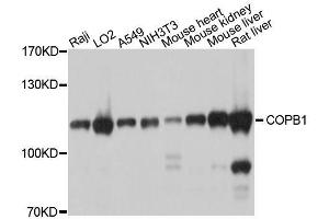 Western blot analysis of extracts of various cell lines, using COPB1 antibody.