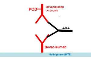 Image no. 1 for Bevacizumab Antibody ELISA Kit (ABIN2862661) (Bevacizumab Antibody ELISA Kit)