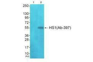 Western blot analysis of extracts from JK cells (Lane 2), using HS1 (Ab-397) antiobdy. (HCLS1 Antikörper  (C-Term))