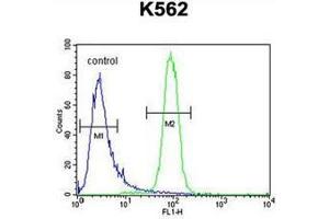 Flow cytometric analysis of K562 cells using KBTBD5 Antibody (Center) Cat.