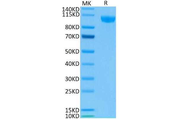 CD22 Protein (AA 20-687) (His-Avi Tag,Biotin)