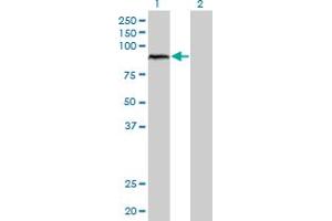 Western Blot analysis of ARNT expression in transfected 293T cell line by ARNT monoclonal antibody (M01), clone 3D10. (ARNT Antikörper  (AA 1-110))