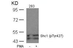 Western blot analysis of extracts from 293 cells untreated or treated with PMA using Shc1(Phospho-Tyr427) Antibody. (SHC1 Antikörper  (pTyr427))