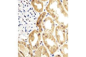 Paraformaldehyde-fixed, paraffin embedded human kidney tissue, Antigen retrieval by boiling in sodium citrate buffer (pH6. (ENO1 Antikörper)