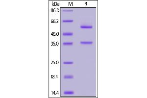 SDS-PAGE (SDS) image for Glypican 2 (GPC2) (AA 24-553) protein (Fc Tag) (ABIN7013392)