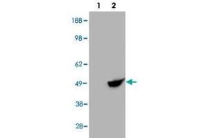 HEK293 overexpressing BHMT and probed with BHMT polyclonal antibody  (mock transfection in first lane), tested by Origene. (BHMT Antikörper  (C-Term))