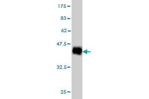 Western Blot detection against Immunogen (37.