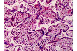 Anti-MED28 antibody IHC of human placenta. (MED28 Antikörper  (Internal Region))