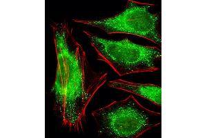 Fluorescent image of Hela cells stained with P2R2A Antibody (N-term) A. (PPP2R2A Antikörper  (N-Term))