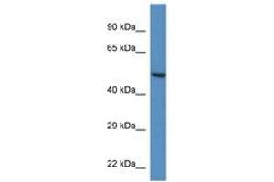 Image no. 1 for anti-Tripartite Motif Containing 11 (TRIM11) (AA 383-432) antibody (ABIN6746214) (TRIM11 Antikörper  (AA 383-432))
