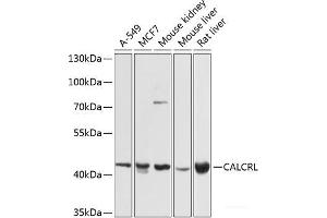 Western blot analysis of extracts of various cell lines using CALCRL Polyclonal Antibody at dilution of 1:1000. (CALCRL Antikörper)