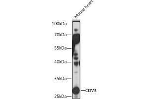 Western blot analysis of extracts of Mouse heart, using CDV3 Rabbit pAb (ABIN7266240) at 1:1000 dilution. (CDV3 Antikörper)