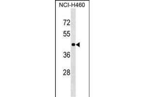 TOR3A Antibody (Center) (ABIN1537991 and ABIN2849201) western blot analysis in NCI- cell line lysates (35 μg/lane). (TOR3A Antikörper  (AA 187-213))