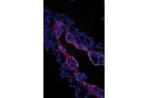 Immunohistochemical staining of extraembryonic membranes from stage 16 chick embryos using  TGFβIII receptor antibody. (TGFBR3 Antikörper  (Extracellular Domain))