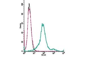 Cell surface detection of CCR7 receptor α by indirect flow cytometry in live intact mouse  microglia cells:  + goat-anti-rabbit-FITC. (CCR7 Antikörper  (Extracellular))