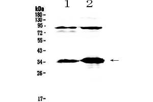 Western blot analysis of IL33 using anti-IL33 antibody . (IL-33 Antikörper  (AA 102-264))