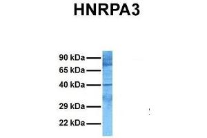 Western Blotting (WB) image for anti-Heterogeneous Nuclear Ribonucleoprotein A3 (HNRNPA3) (N-Term) antibody (ABIN2776678)