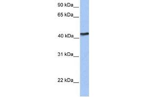 Western Blotting (WB) image for anti-IGF-like family receptor 1 (IGFLR1) antibody (ABIN2459336) (IGF-like family receptor 1 (IGFLR1) Antikörper)