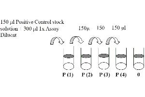 Image no. 1 for Signal Transducer and Activator of Transcription 3 (Acute-Phase Response Factor) (STAT3) ELISA Kit (ABIN625245)