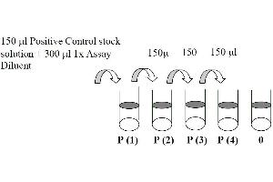 This picture shows the preparation of the positive control. (STAT3 ELISA Kit)