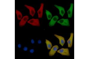KCNH2 Mouse Monoclonal Antibody staining Hela cells by IF/ICC.