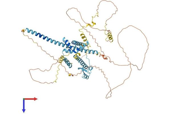 SFRS16 Protein (AA 1-668) (His tag)