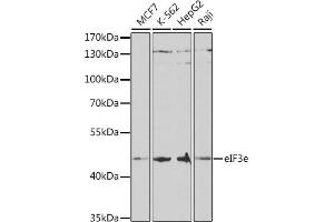 Western blot analysis of extracts of various cell lines, using eIF3e antibody (ABIN6127836, ABIN6140059, ABIN6140060 and ABIN6221101) at 1:1000 dilution. (EIF3E Antikörper  (AA 1-445))