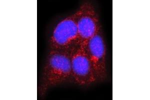IF analysis of FLOT2 using anti-FLOT2 antibody (ABIN7600242). (Flotillin 2 Antikörper  (AA 169-344))