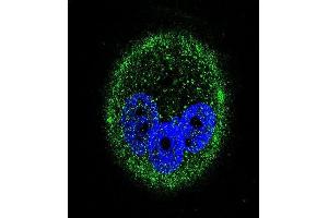 Confocal immunofluorescent analysis of PK15 Antibody (ABIN659038 and ABIN2838052) with MCF-7 cell followed by Alexa Fluor® 488-conjugated goat anti-mouse lgG (green). (MAPK15 Antikörper)