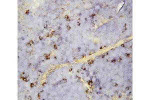 Anti-CXCL16 antibody, IHC(P): Mouse Spleen Tissue (CXCL16 Antikörper  (Middle Region))