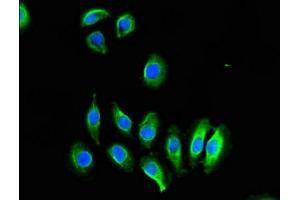 Immunofluorescent analysis of A549 cells using ABIN7148816 at dilution of 1:100 and Alexa Fluor 488-congugated AffiniPure Goat Anti-Rabbit IgG(H+L) (CREB3L1 Antikörper  (AA 396-500))