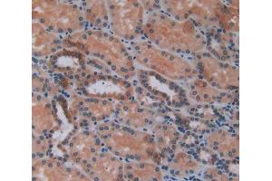 IHC-P analysis of kidney tissue, with DAB staining. (CXCL2 Antikörper  (AA 34-107))