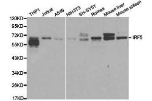 Western Blotting (WB) image for anti-Interferon Regulatory Factor 5 (IRF5) antibody (ABIN1873273)