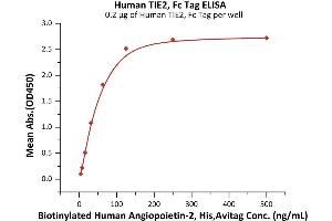 Immobilized Human TIE2, Fc Tag (ABIN6992355) at 2 μg/mL (100 μL/well) can bind Biotinylated Human Angiopoietin-2, His,Avitag (ABIN6972942) with a linear range of 4-63 ng/mL (Routinely tested). (TEK Protein (AA 23-748) (Fc Tag))