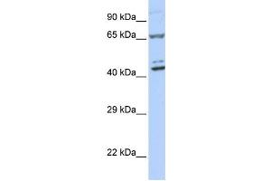 Western Blotting (WB) image for anti-Zinc Finger Protein 324 (ZNF324) antibody (ABIN2458273) (ZNF324 Antikörper)
