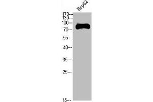 Western Blot analysis of HEPG2 cells using TRIF Polyclonal Antibody diluted at 1:1000. (TICAM1 Antikörper  (AA 663-712))