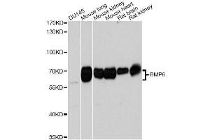 Western blot analysis of extracts of various cell lines, using BMP6 Antibody. (BMP6 Antikörper  (AA 100-200))