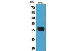 Western Blotting (WB) image for anti-Calcyclin Binding Protein (CACYBP) (C-Term) antibody (ABIN3178416) (CACYBP Antikörper  (C-Term))