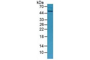 Rabbit Capture antibody from the kit in WB with Positive Control: Mouse placenta tissue. (MMP13 CLIA Kit)