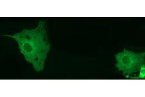 Immunofluorescence (IF) image for anti-Myotubularin Related Protein 14 (MTMR14) antibody (ABIN1499586) (MTMR14 Antikörper)