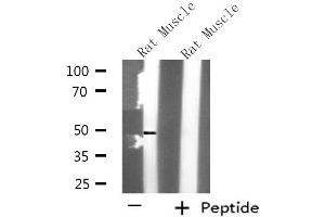 Western blot analysis of extracts from Rat muscle, using KCNK12 antibody.