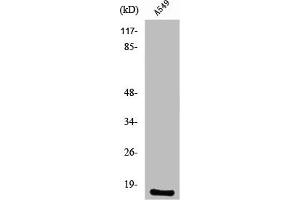 Western Blot analysis of A549 cells using PGE synthase Polyclonal Antibody (Prostaglandin E Synthase Antikörper  (Internal Region))
