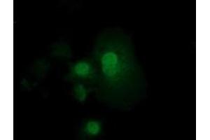 Anti-RND1 mouse monoclonal antibody (ABIN2453602) immunofluorescent staining of COS7 cells transiently transfected by pCMV6-ENTRY RND1 (RC205535). (RND1 Antikörper)