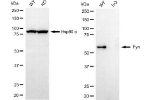 Western blotting analysis using Fyn antibody (ABIN7798671).