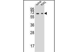 DPYS Antibody (C-term) (ABIN657357 and ABIN2846407) western blot analysis in Jurkat,K562 cell line lysates (35 μg/lane).